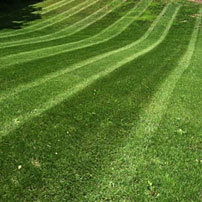 Lawn Maintenance & Installation